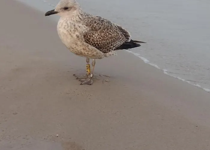 Homestay szállás Szafir